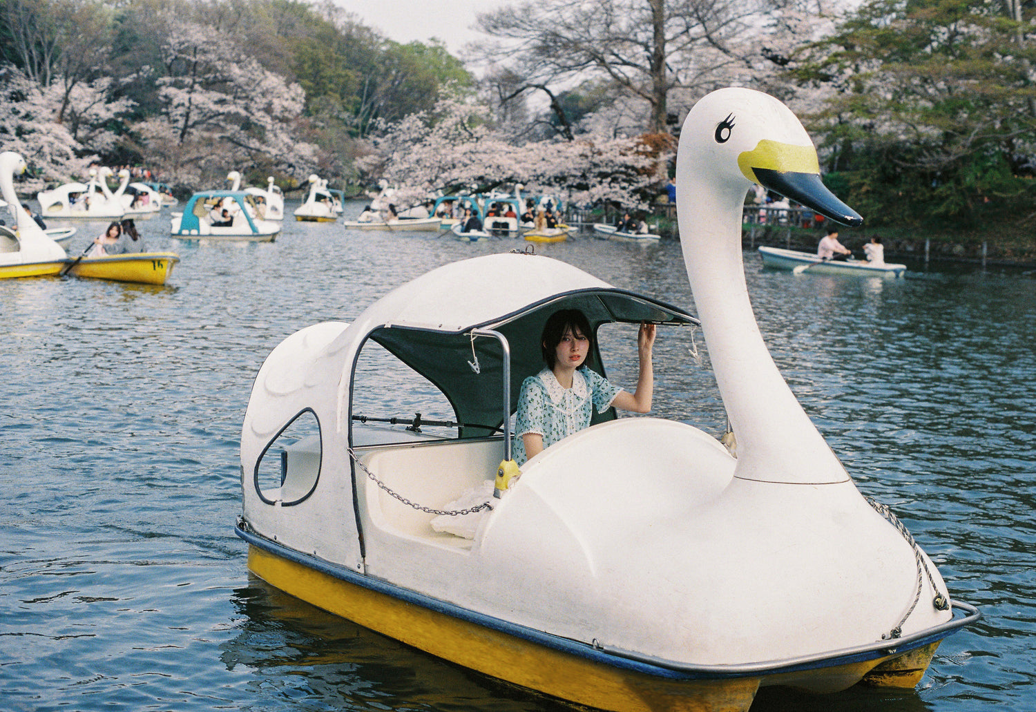 Person riding a swan-shaped peddle boat on a lake with cherry blossom trees in the background